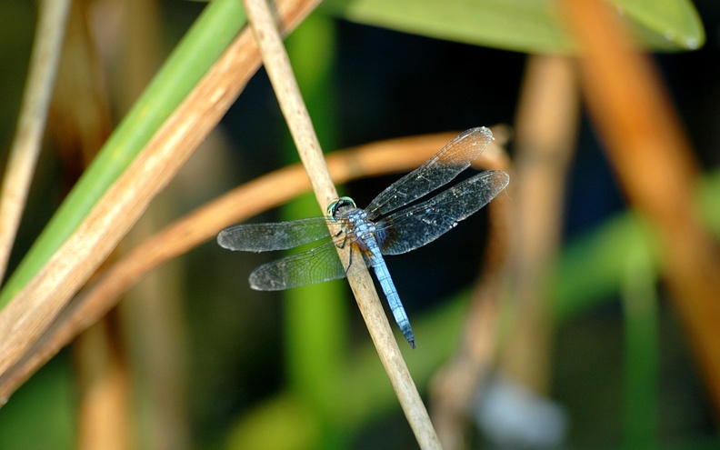 00490 dragonfly 2560x1600